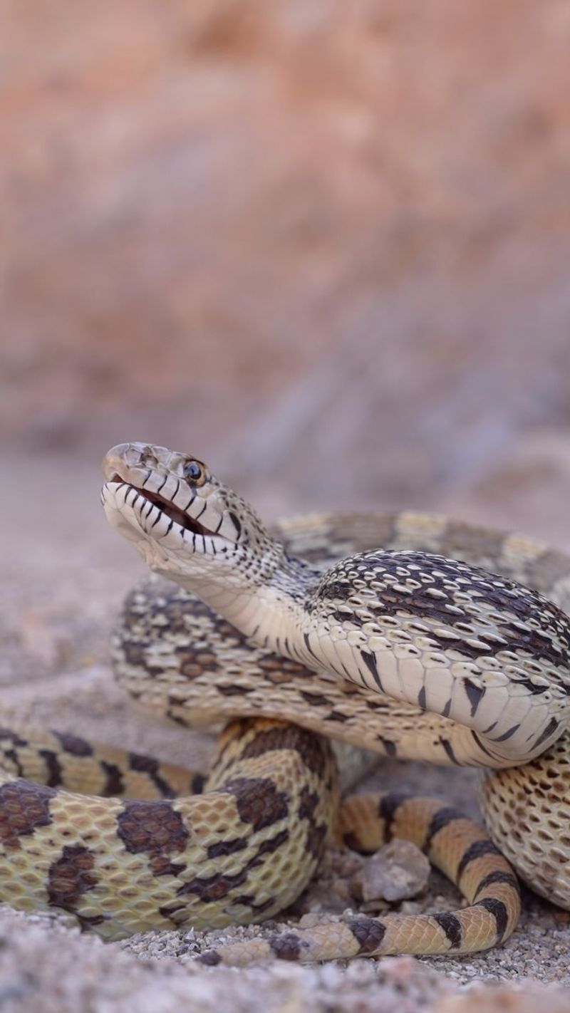 Why a gopher snake can mimic a rattlesnake