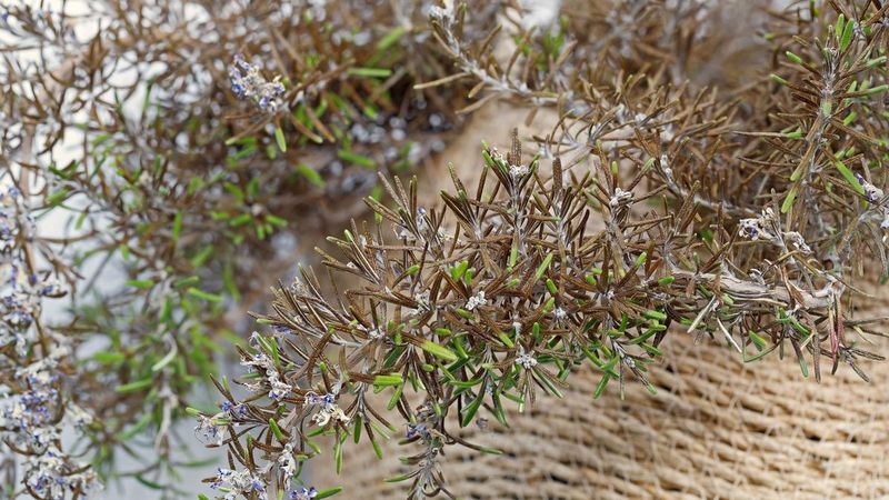 Why a hard haircut can leave rosemary worse