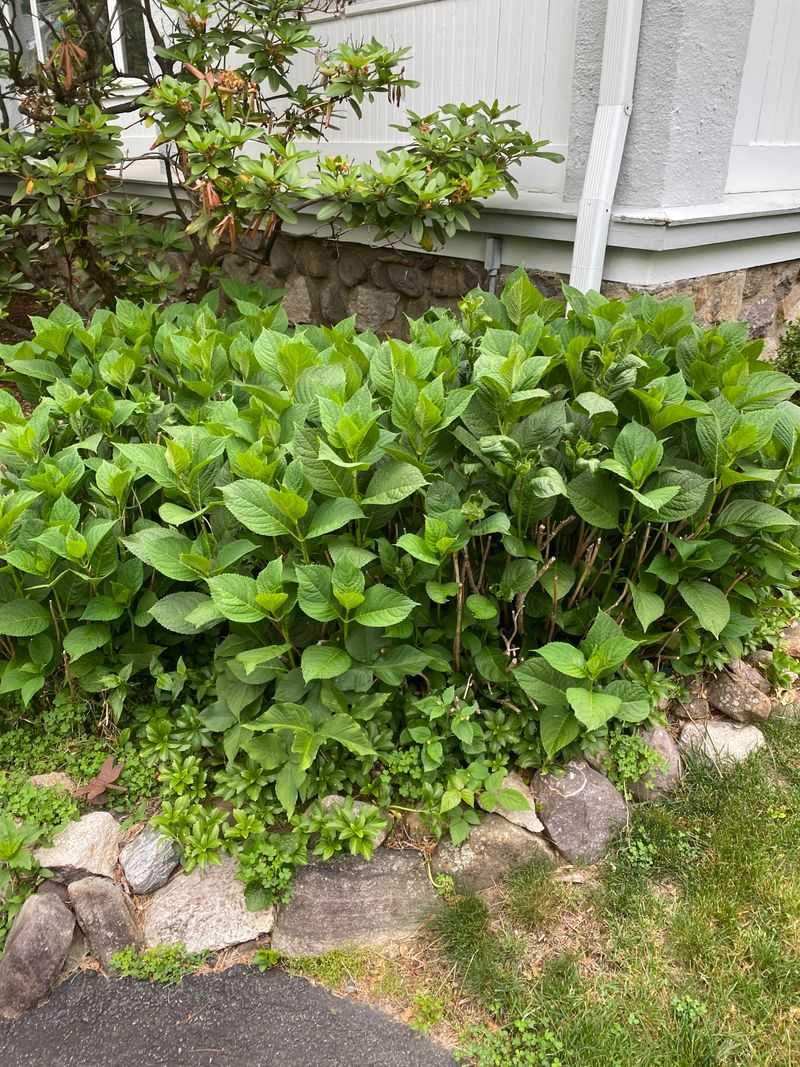 Why a leafy hydrangea can miss its flowers