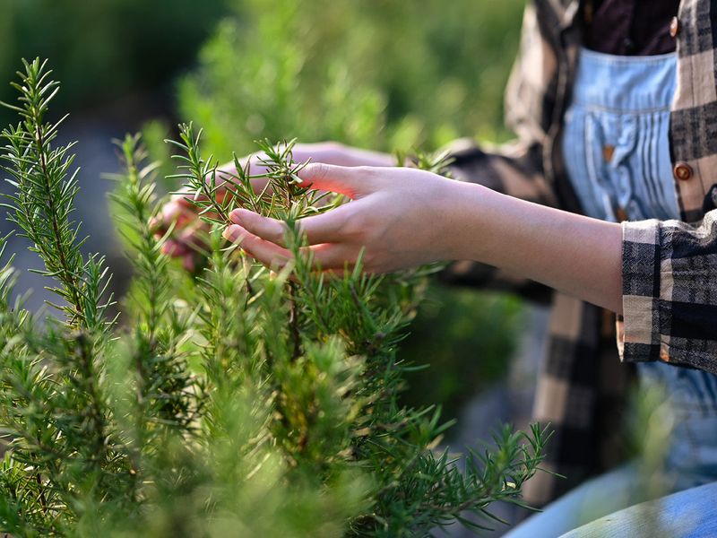 Why a live plant is not the same as tested oil Why a live plant is not the same as tested oil