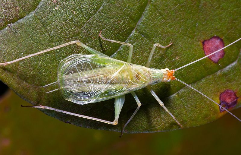 Why a louder night does not prove more katydids