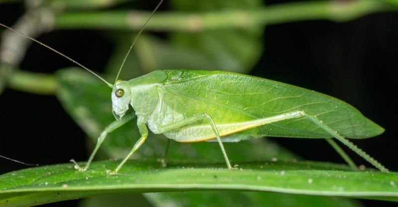 Why a louder yard may not contain more katydids