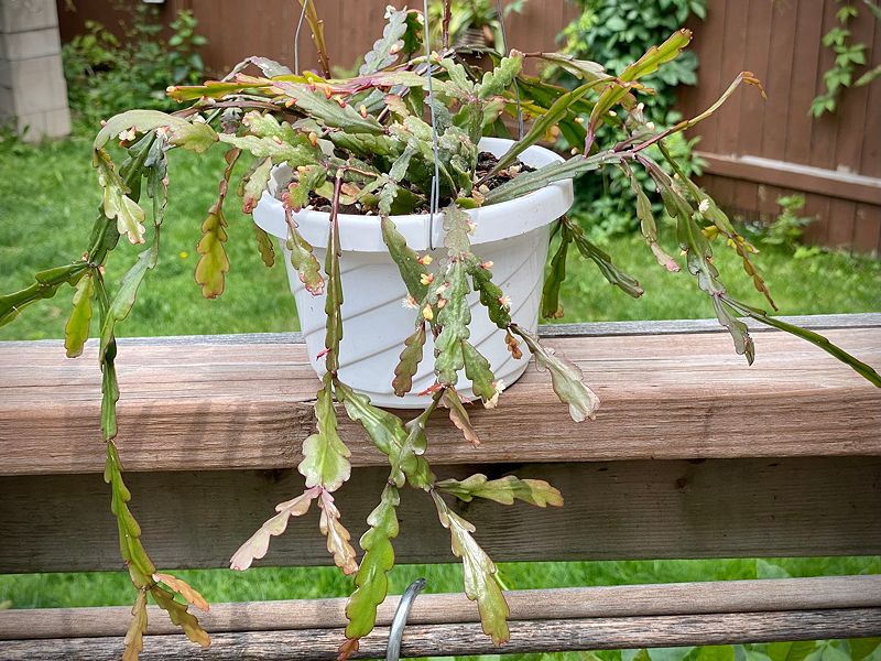 Why a rainforest cactus fades in harsh sun