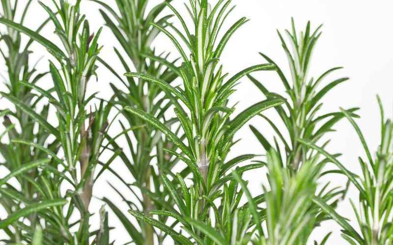 Why a rosemary plant is not the same as rosemary oil