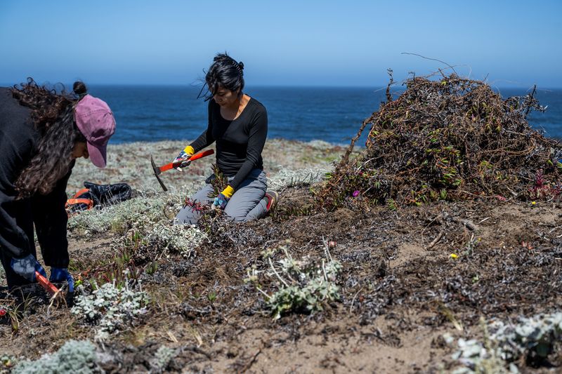 Why agencies want Carpobrotus out of natural areas Why agencies want Carpobrotus out of natural areas
