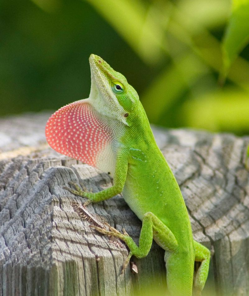 Why anole numbers cannot grade your yard