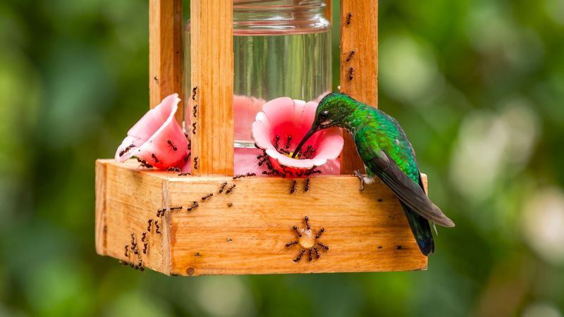 Why ants gather at hummingbird feeders