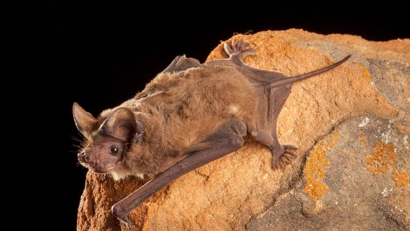 Why bats do not prove a mosquito-free patio