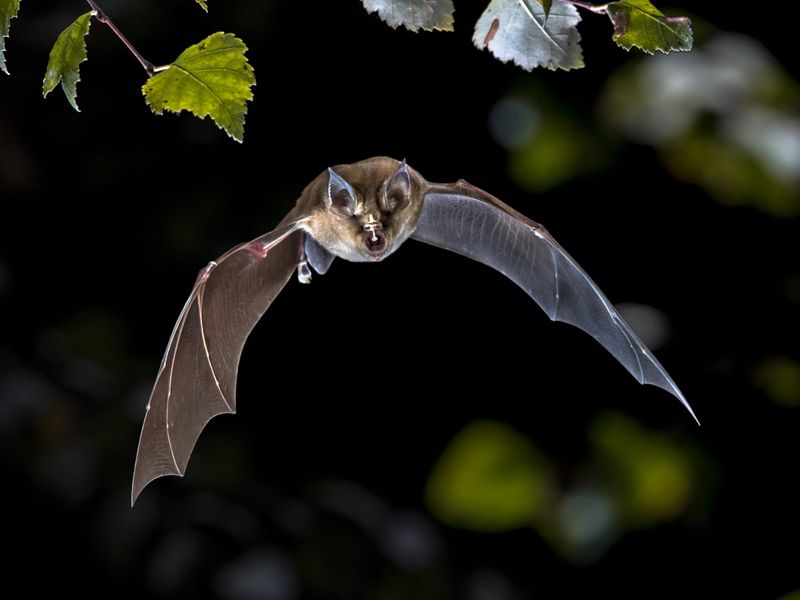 Why “bats eat mosquitoes” needs species-level evidence