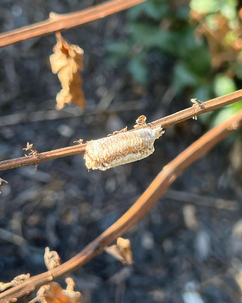 Why buying or moving an egg case is the wrong shortcut Why buying or moving an egg case is the wrong shortcut