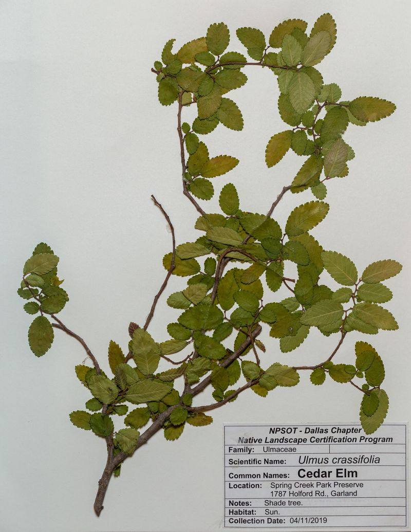 Why cedar elm works on many, not all, Texas sites