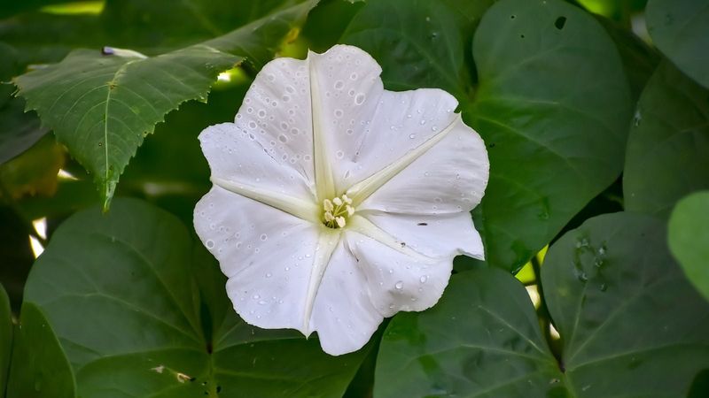 Why does the flower wait for dusk?