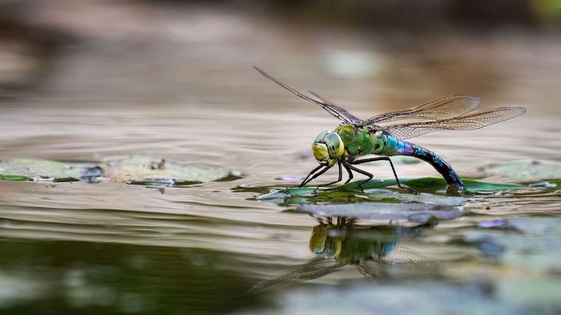 Why dragonflies need aquatic habitat as well as plants