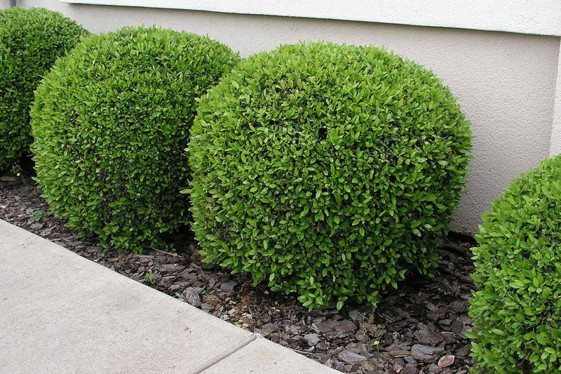 Why dwarf yaupon belongs on the shortlist for hot Texas foundation beds Why dwarf yaupon belongs on the shortlist for hot Texas foundation beds