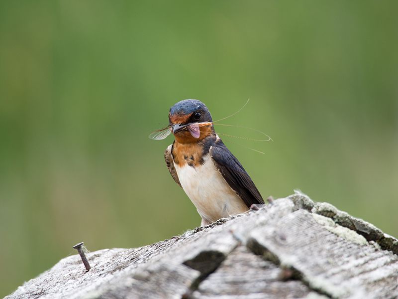 Why eating mosquitoes does not prove mosquito control