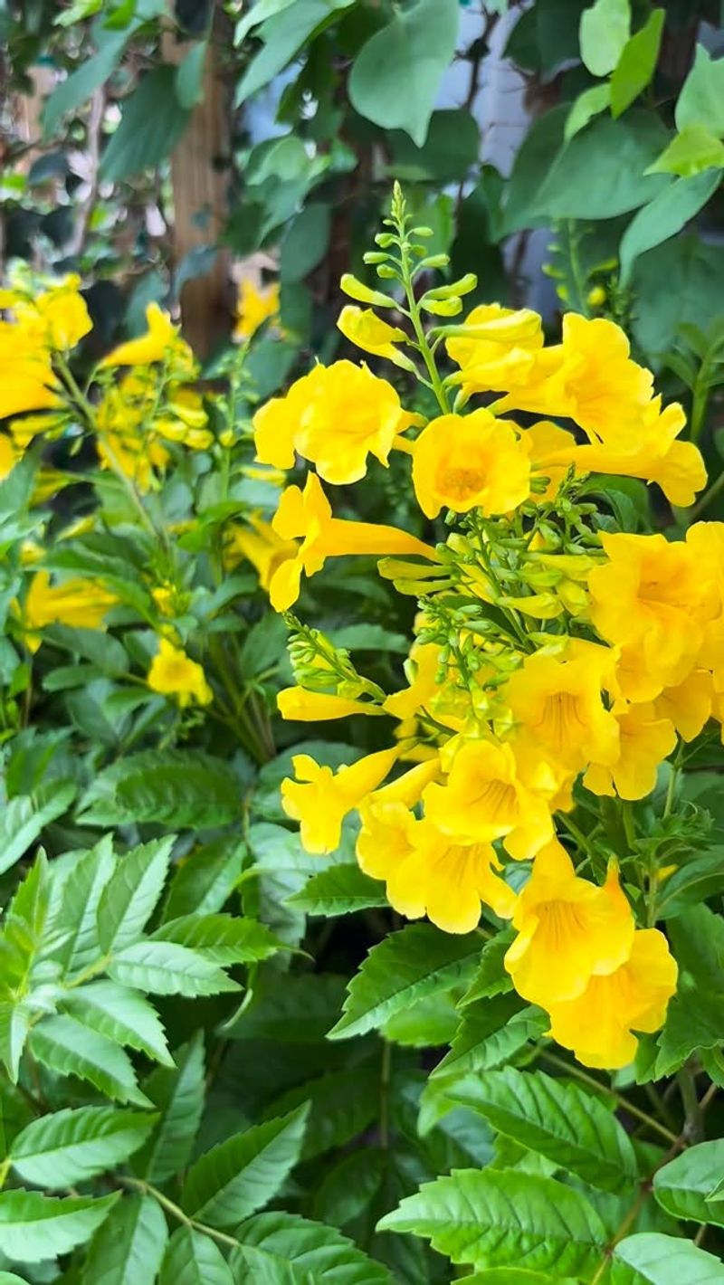 Why esperanza fills a summer color gap