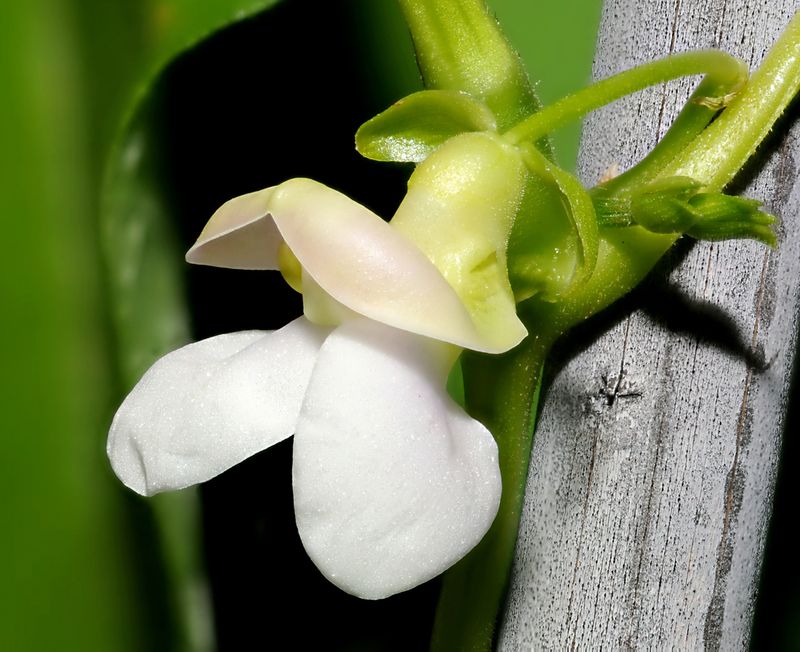 Why flowers can open while the pods fail to fill Why flowers can open while the pods fail to fill