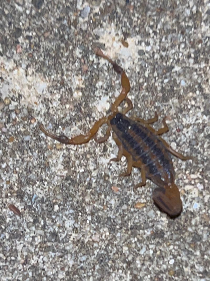 Why hot weather can bring scorpions closer to the house