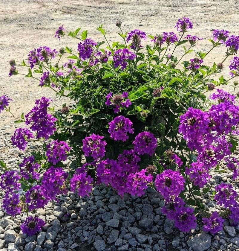 Why it suits hot, sunny North Carolina gardens