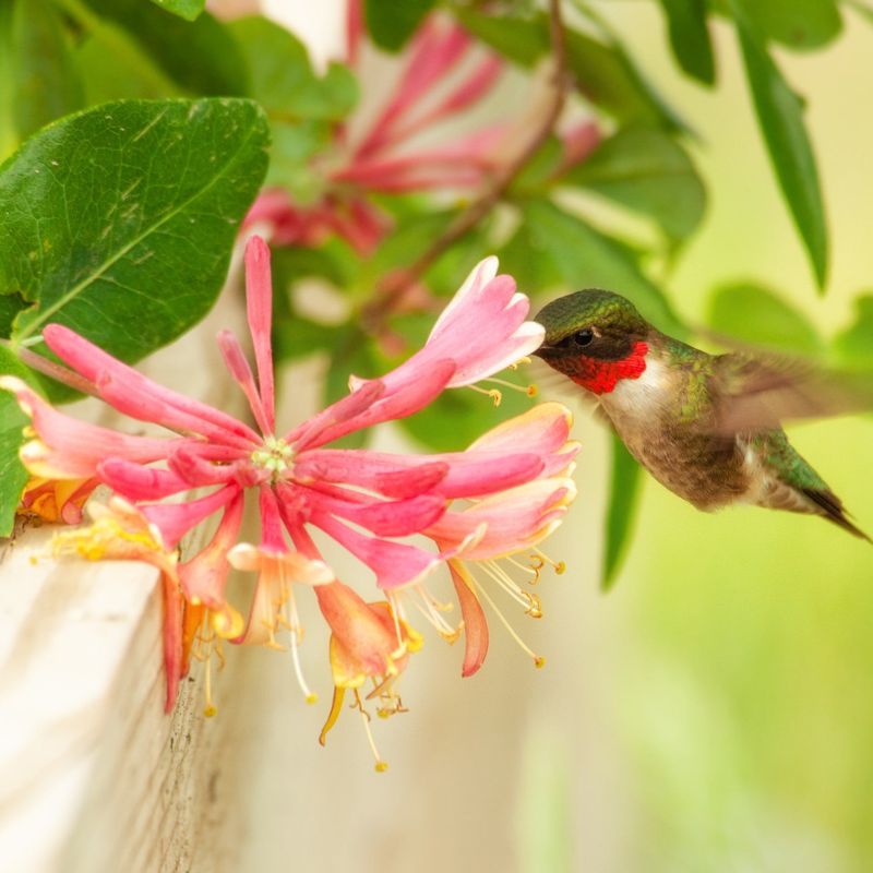 Why its flowers can attract hummingbirds