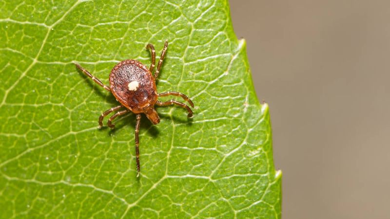 Why laboratory activity does not create a tick barrier