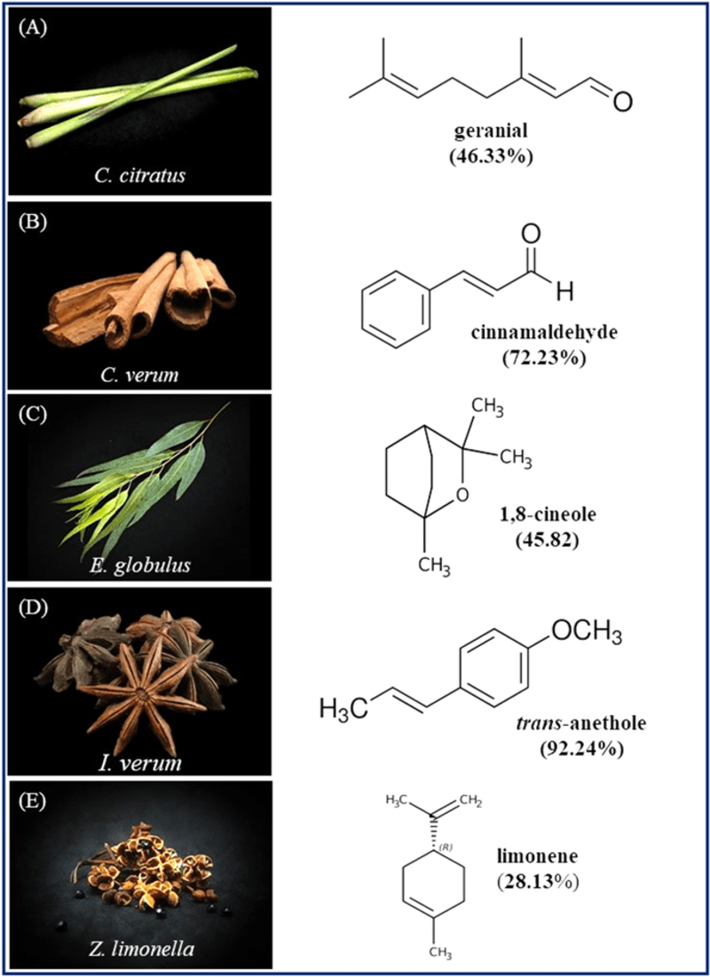 Why laboratory scent studies do not prove a living-plant barrier
