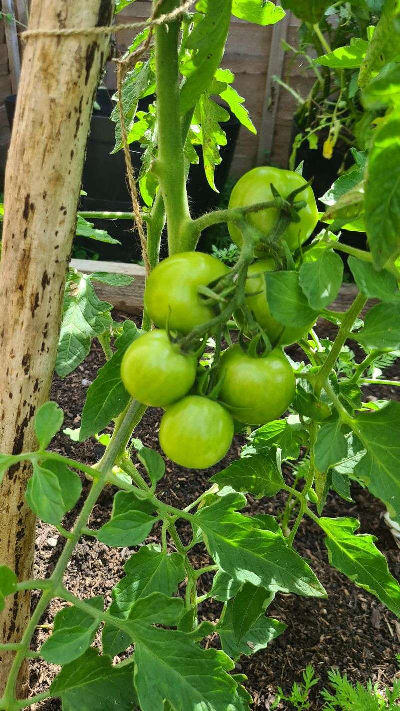 Why late-summer heat can delay color on healthy fruit