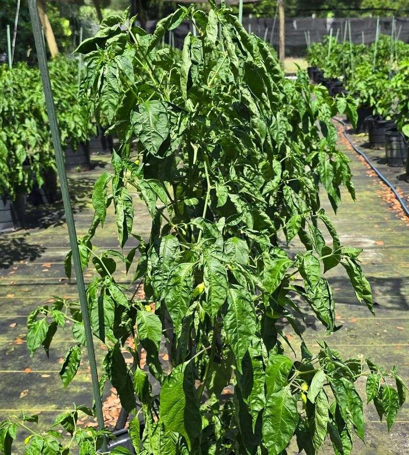 Why leaves can wilt while the soil is still moist Why leaves can wilt while the soil is still moist