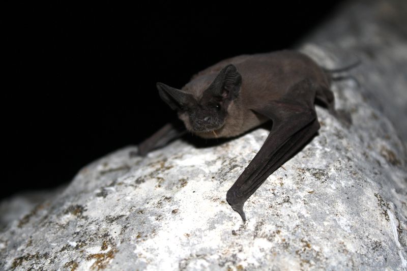 Why little brown bats do not fit a Central Texas yard