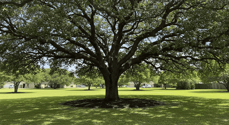 Why live oak deserves consideration Why live oak deserves consideration