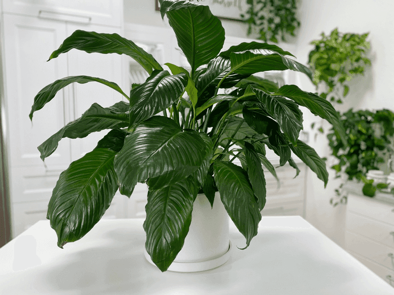 Why low light can preserve leaves without supporting flowers