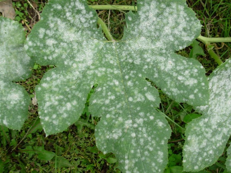 Why mildew often appears in late summer