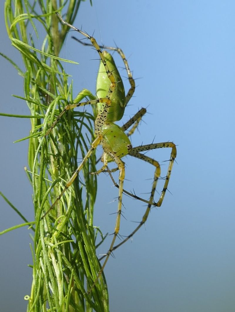 Why more spiders may not mean fewer caterpillars Why more spiders may not mean fewer caterpillars