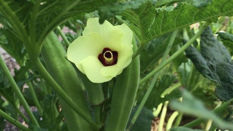 Why okra earns a place among Texas’s most reliable summer vegetables