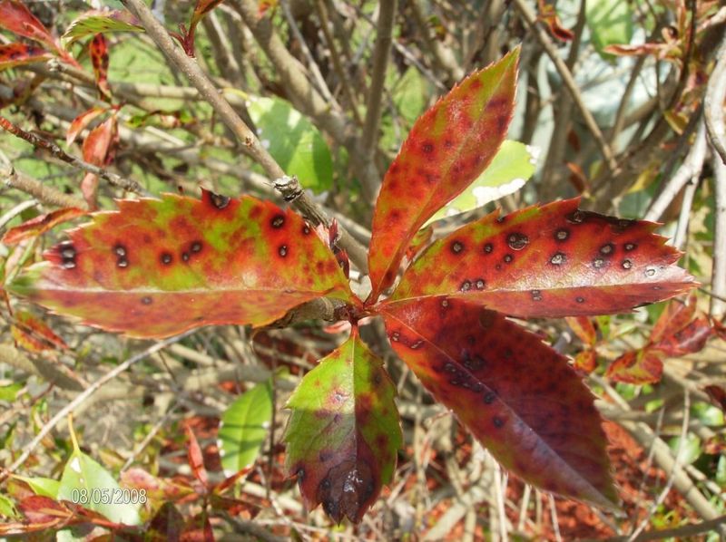 Why photinia can become a disease-management problem