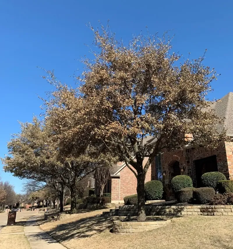 Why pruning can worsen heat stress