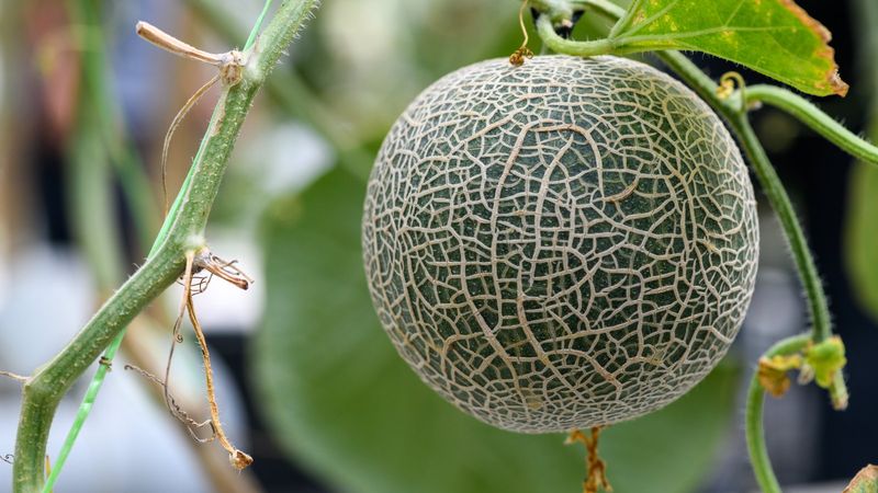 Why repeated or late nitrogen can disrupt fruiting Why repeated or late nitrogen can disrupt fruiting