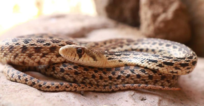 Why rodenticide can threaten the snakes you want to preserve Why rodenticide can threaten the snakes you want to preserve