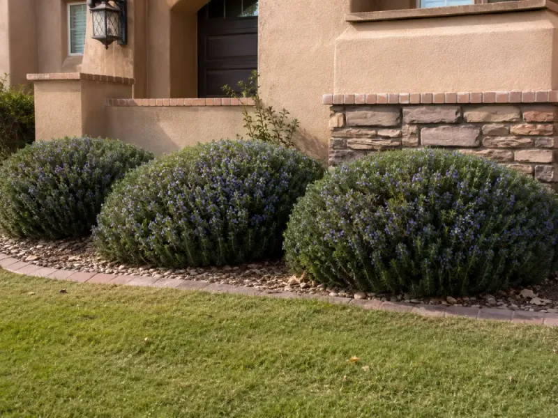 Why rosemary can suit many Texas porches