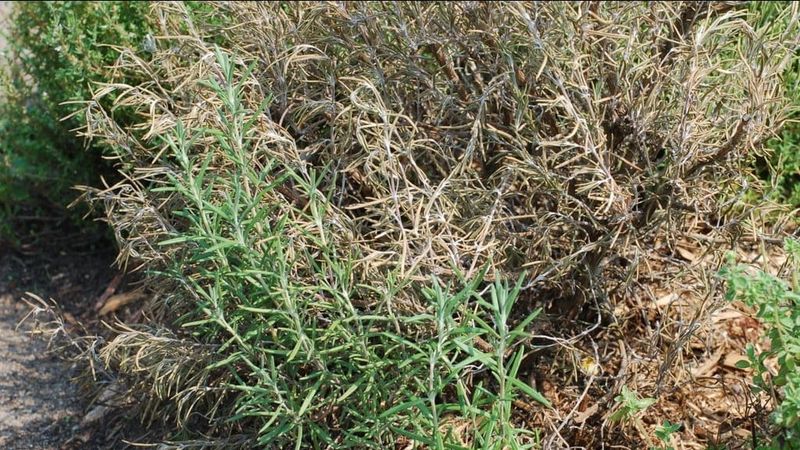 Why rosemary deserves a closer look in wildfire-prone yards