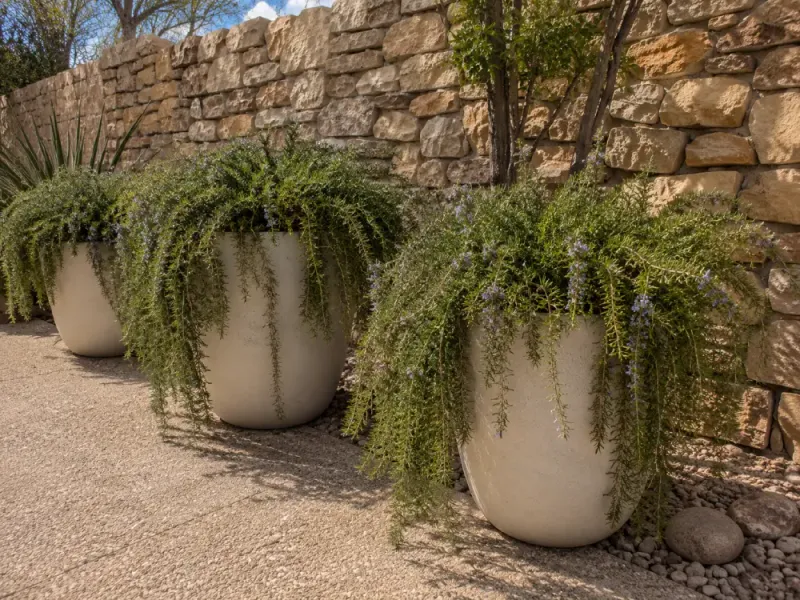 Why rosemary still suits a Texas porch