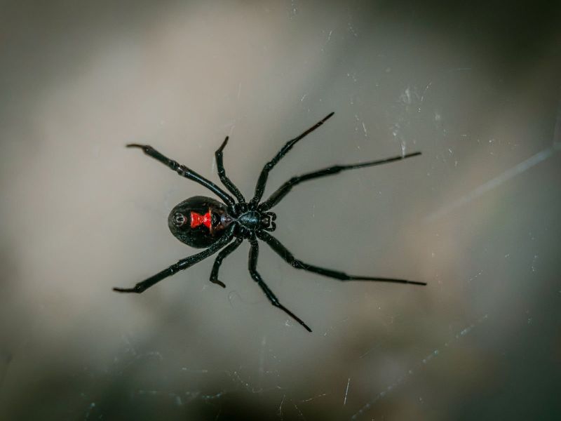 Why sheltered spaces around California homes suit widow spiders Why sheltered spaces around California homes suit widow spiders