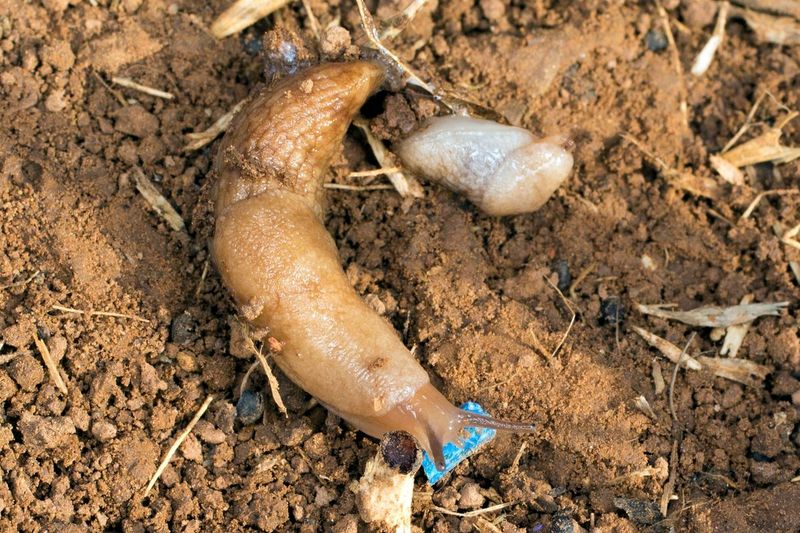 Why slug bait can put amphibians at risk