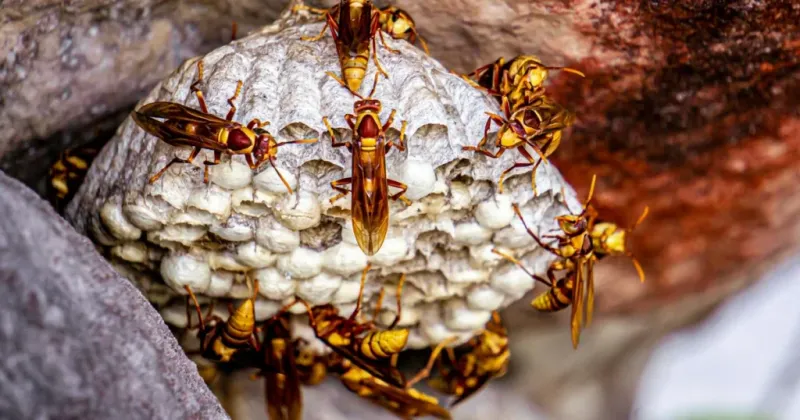 Why some wasps become conspicuous in late summer