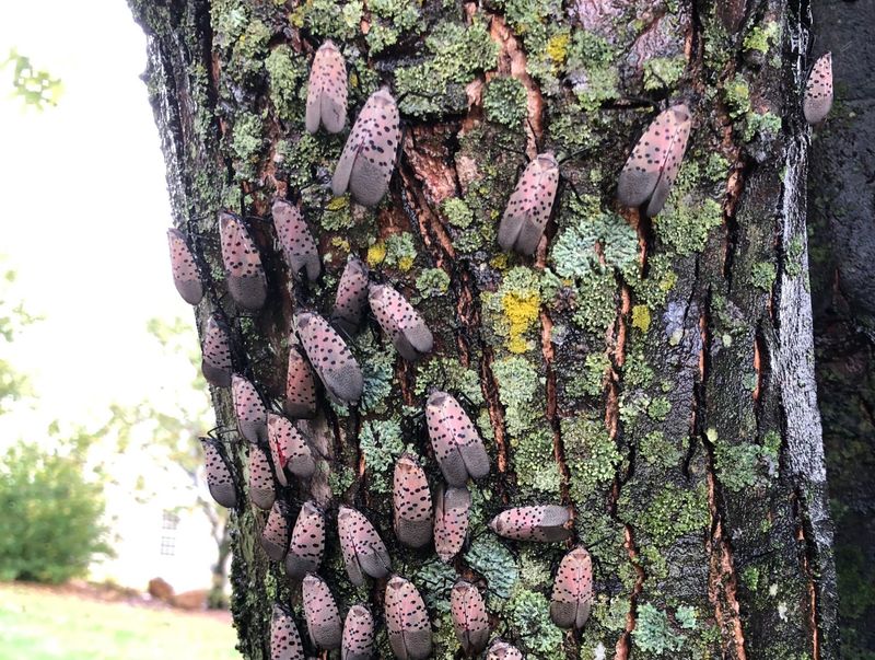 Why spotted lanternfly prefers tree-of-heaven