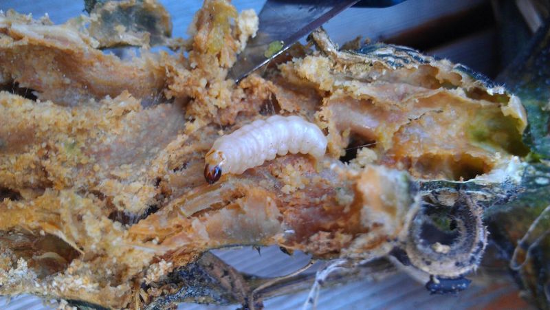 Why squash vine borer belongs on the suspect list