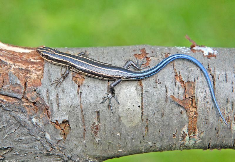 Why summer can make skinks suddenly more visible