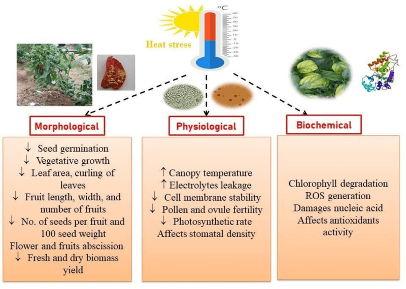 Why the full temperature pattern affects fruit set