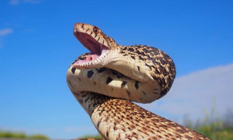 Why the gopher snake can sound like a rattlesnake Why the gopher snake can sound like a rattlesnake