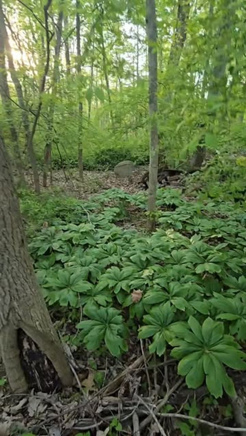 Why the wooded edge brings the pieces together